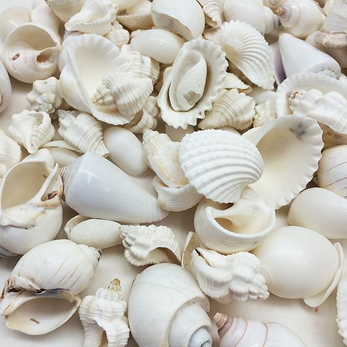 Shop natural seashells