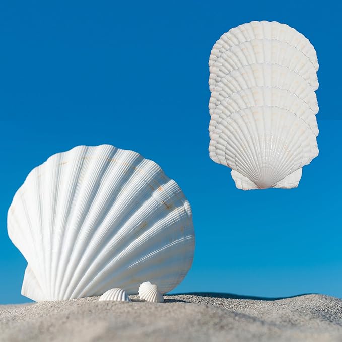Shop Seashell Wind Chimes