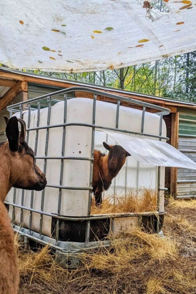 Upcycled IBC Tote Goat Shelter