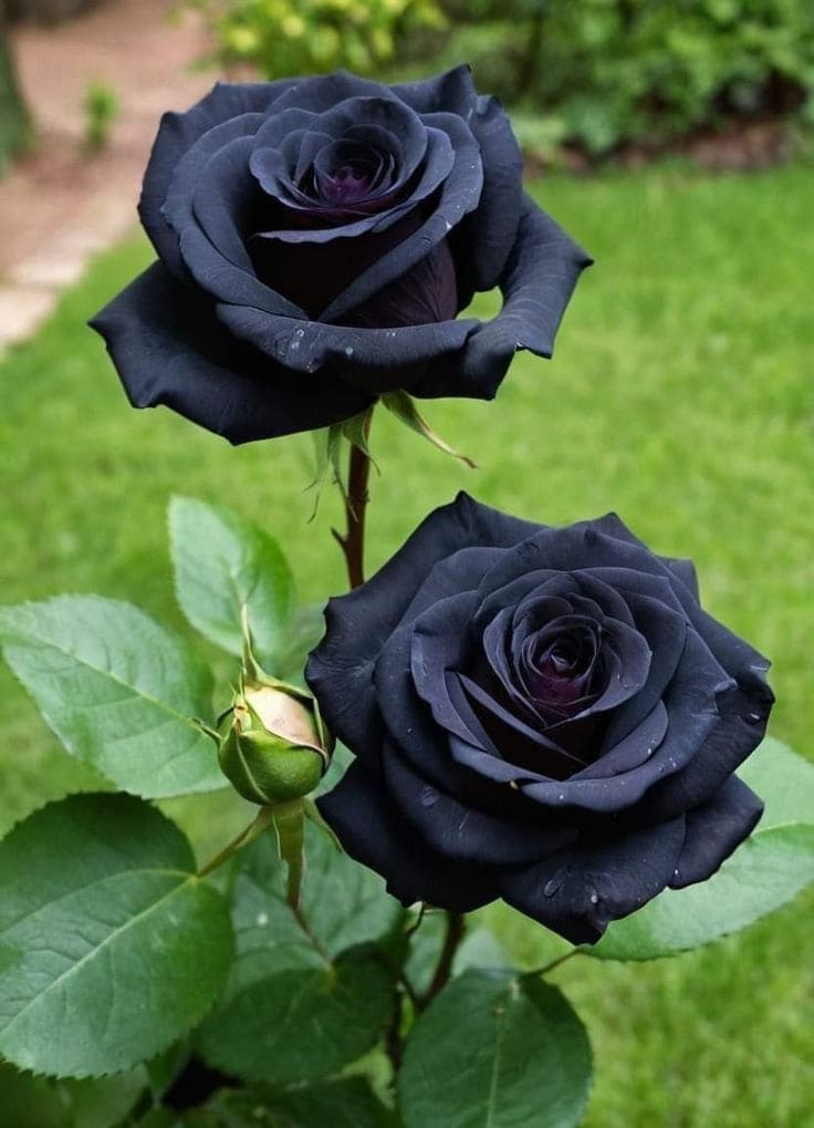 Black Magic Rose