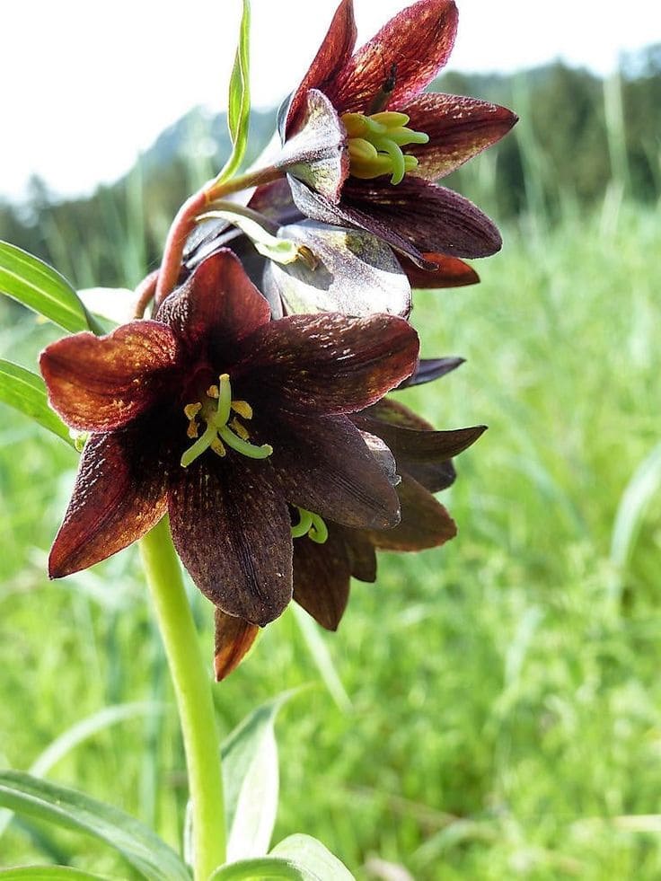Dark Chocolate Lily
