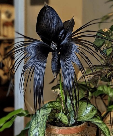 Black Bat Flower