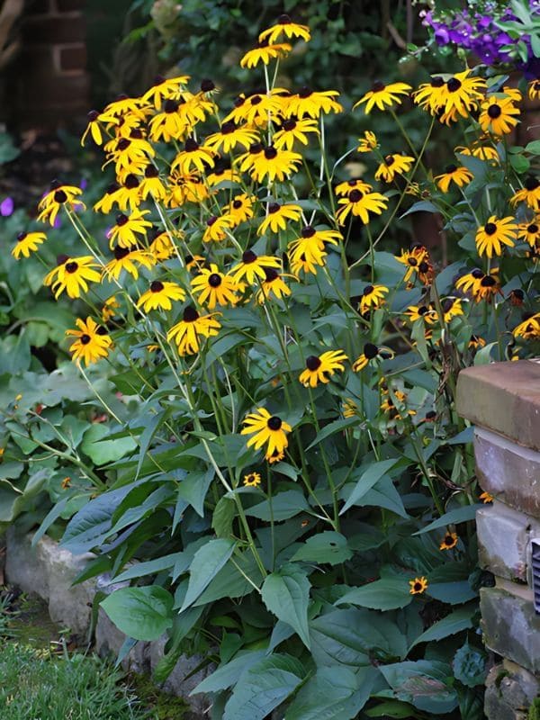 Black-Eyed Susan