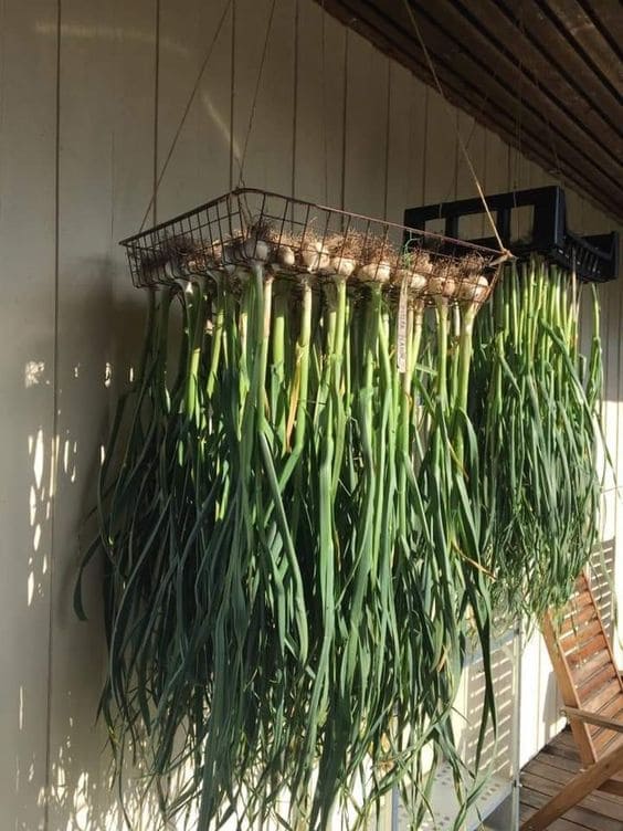 Suspended Wire Basket Garlic Drying Method