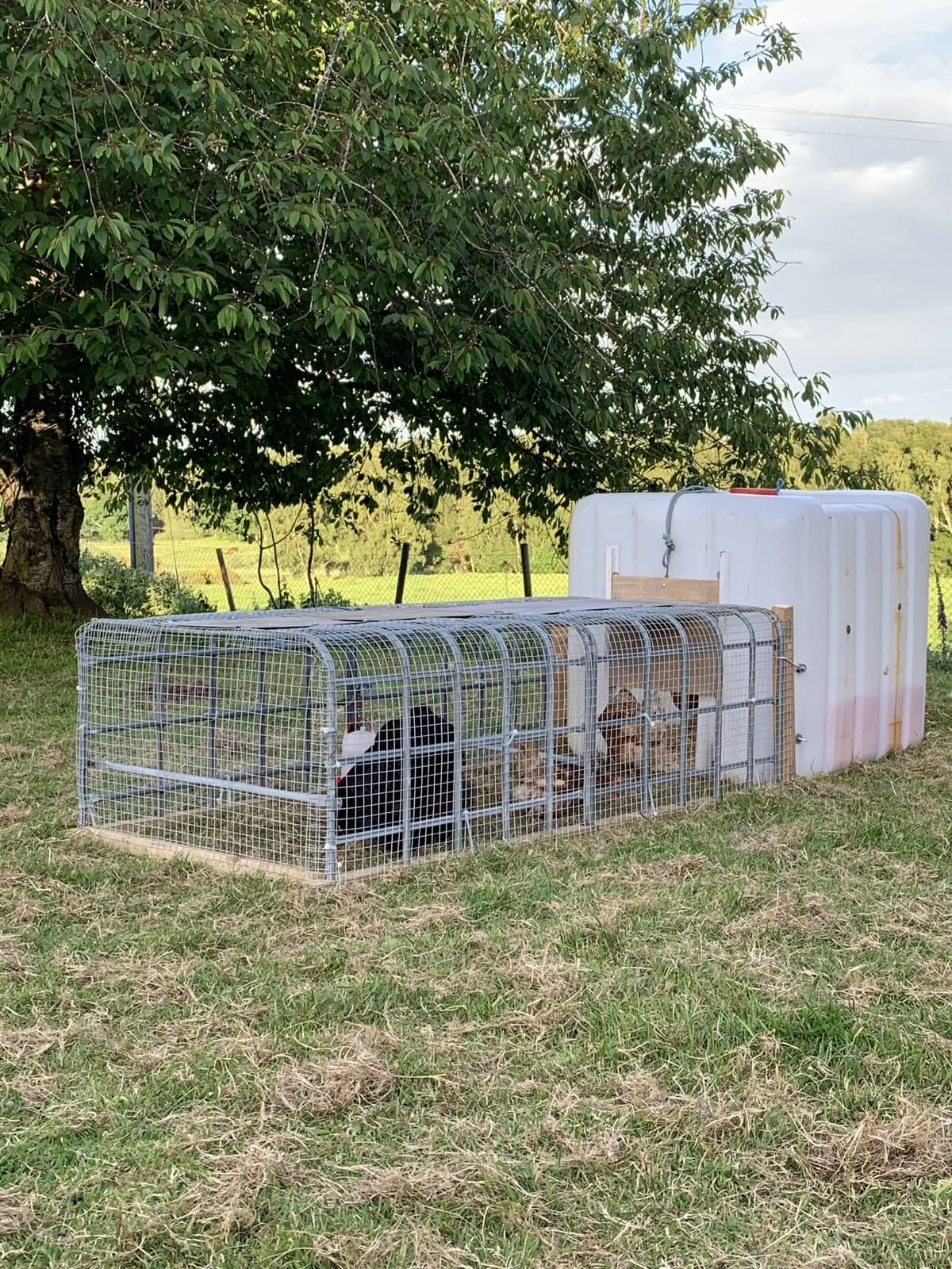 IBC Tote Chicken Tractor