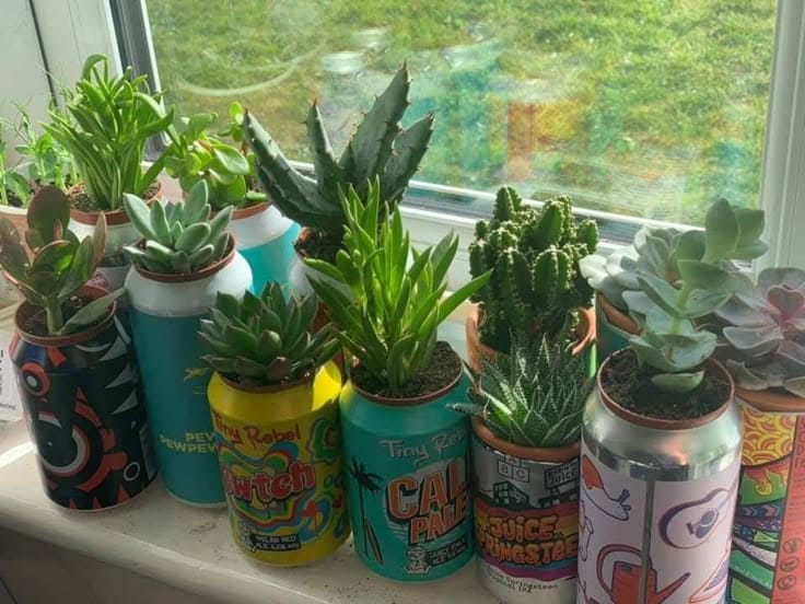 Vibrant Soda Can Succulent Planters