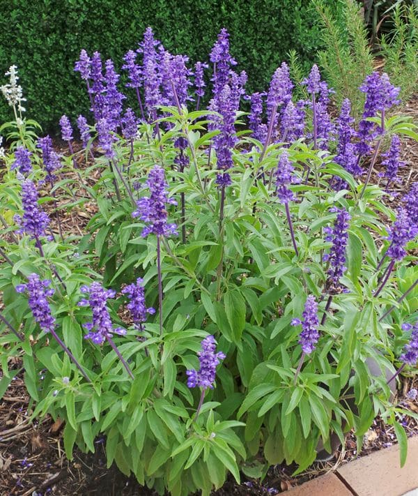 Salvia