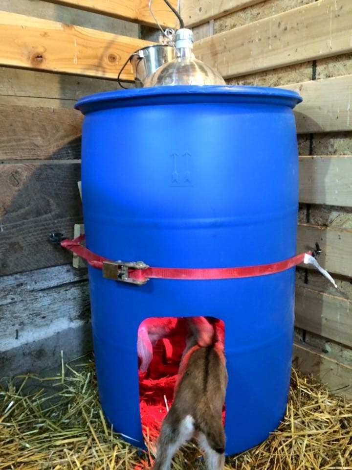 Heated Barrel Shelter for Baby Goats