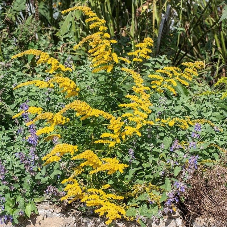 Goldenrod