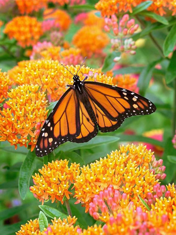 Milkweed