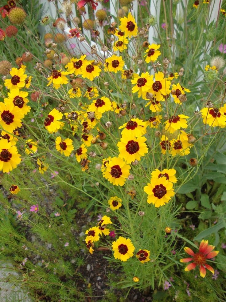 Coreopsis