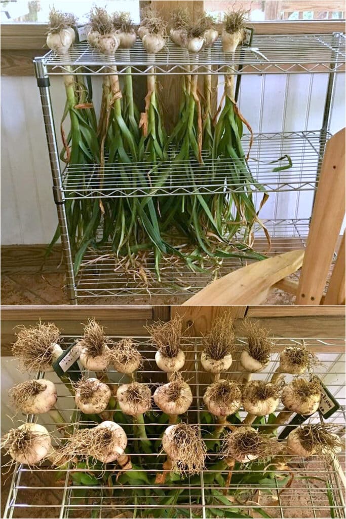 Wire Rack Garlic Drying Display
