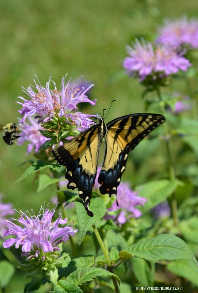 Bee Balm