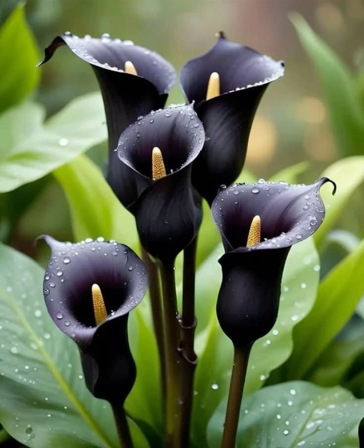 Black Calla Lily
