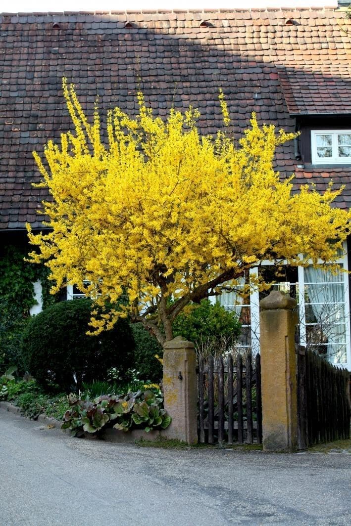 Forsythia