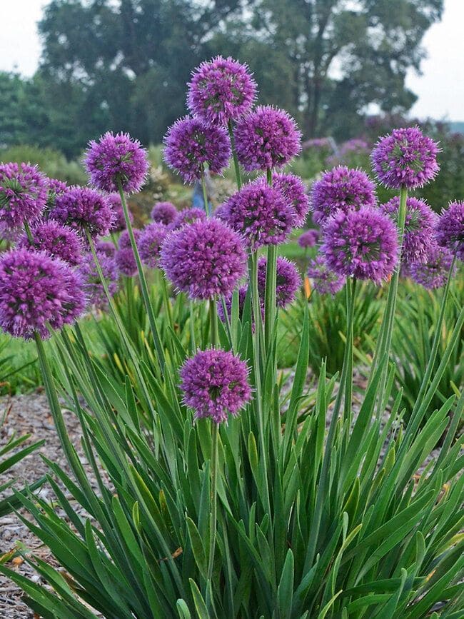 Chives