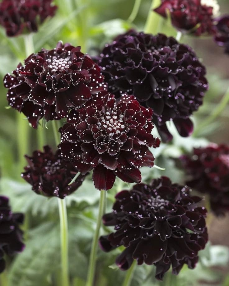 Black Scabiosa