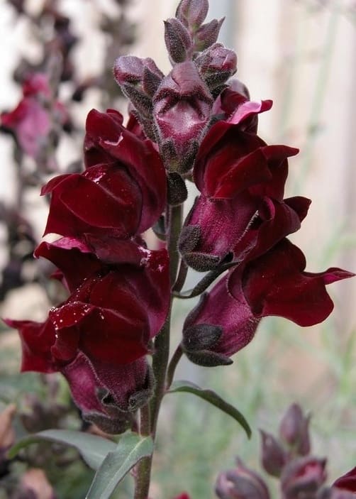Black Snapdragon