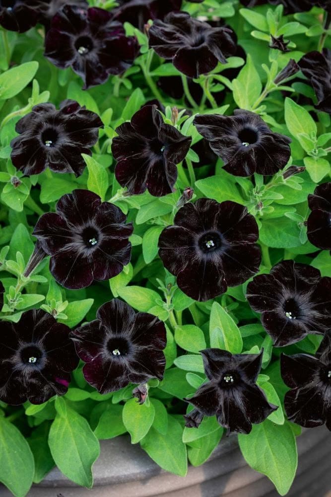 Black Velvet Petunia