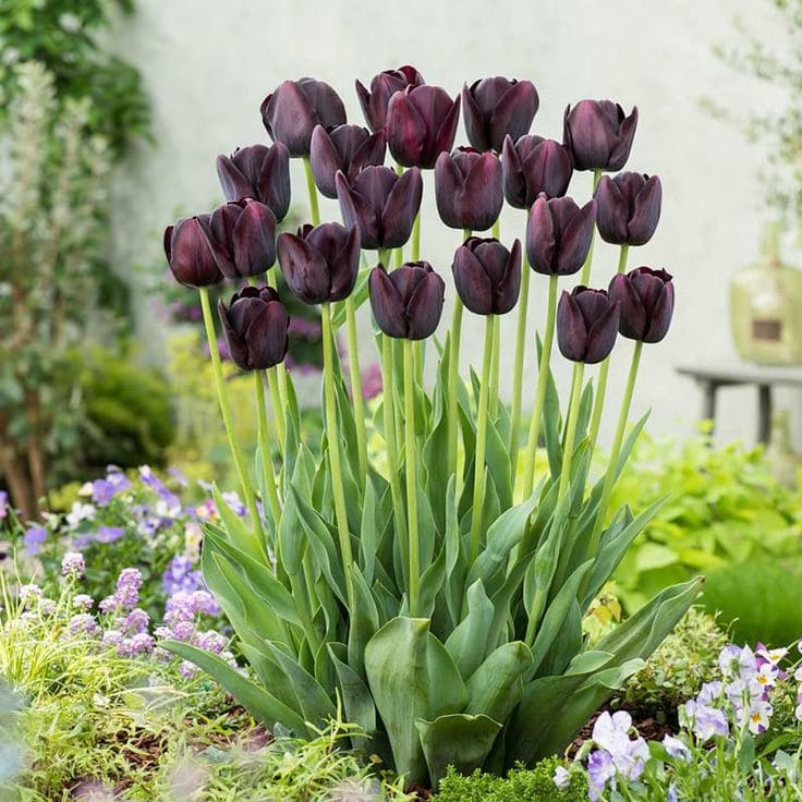 Queen of Night Tulip