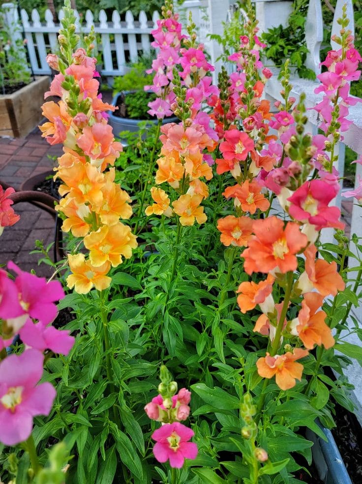 Snapdragons