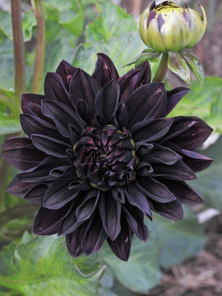 Black Dahlia
