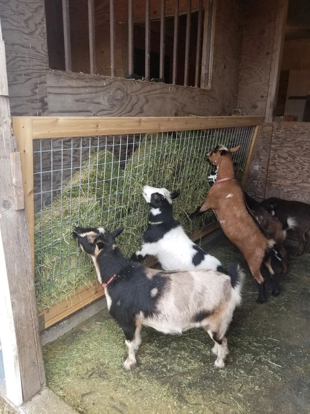 Slanted Wall Hay Feeder for Goats