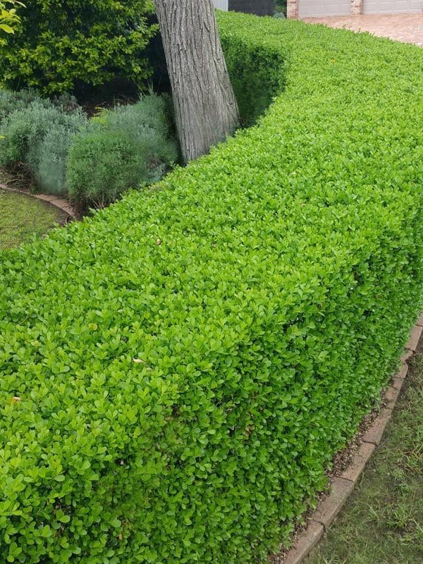 Boxwood