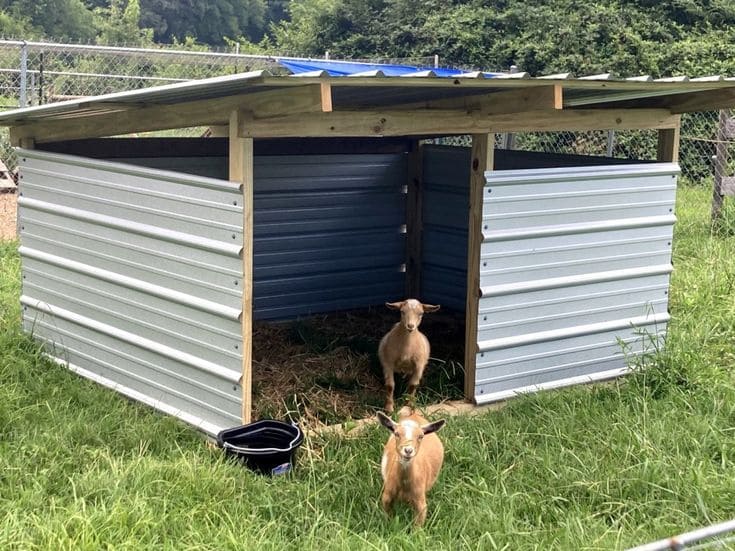 Simple Metal Goat Shelter Design