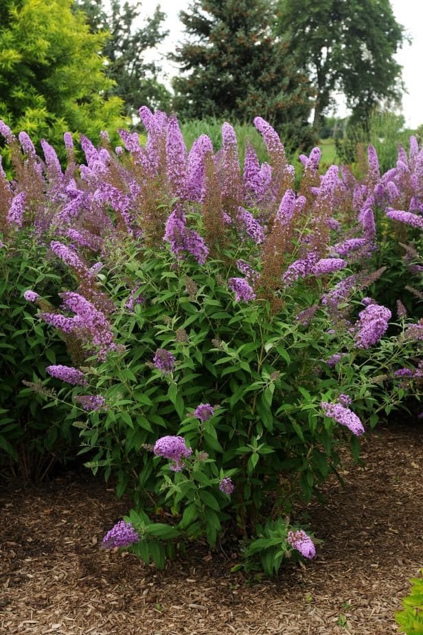 Butterfly Bush