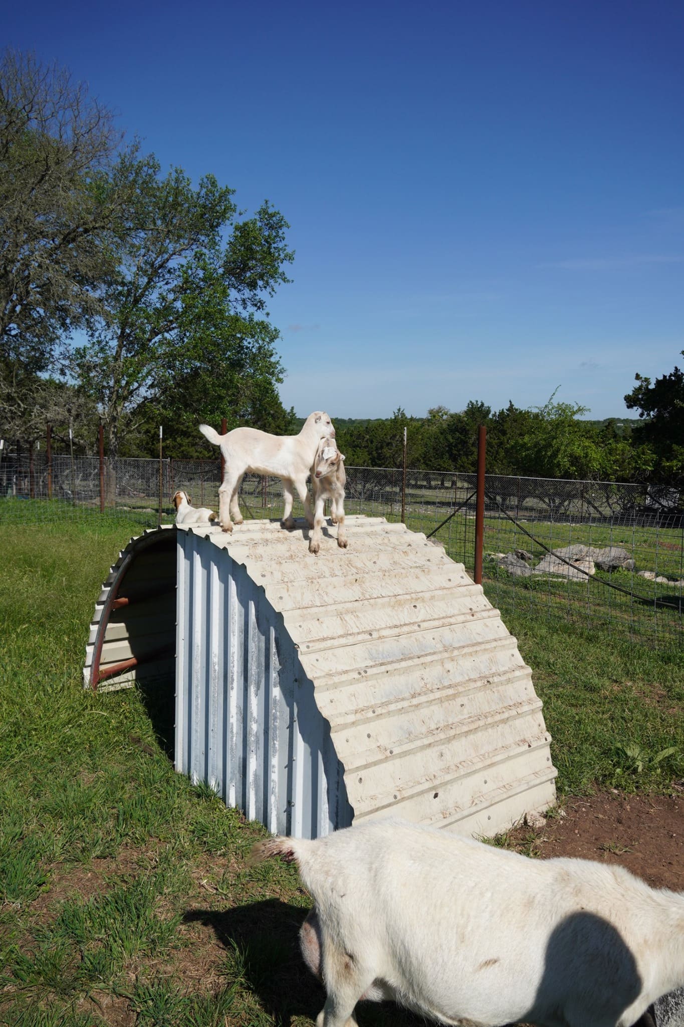 Curved Metal Goat Shelter