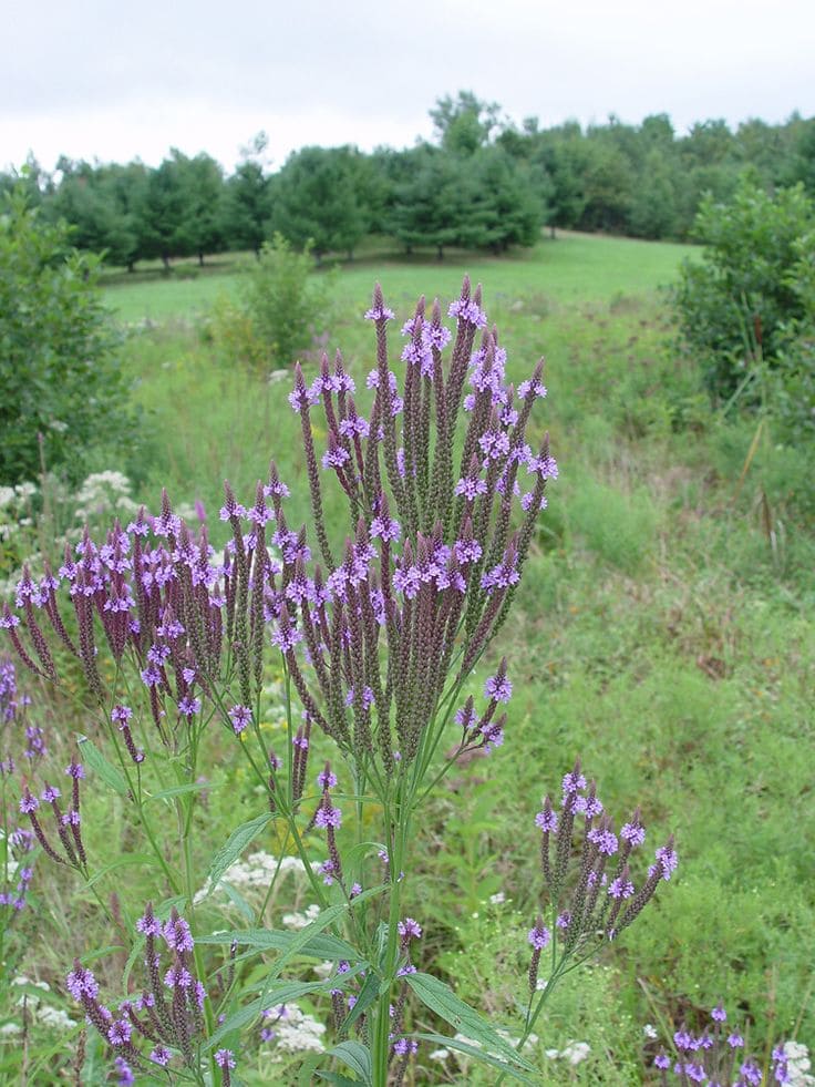 Verbena