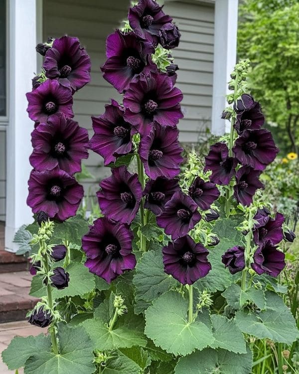 Black Hollyhock