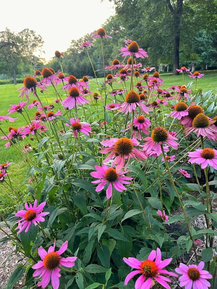 Coneflower