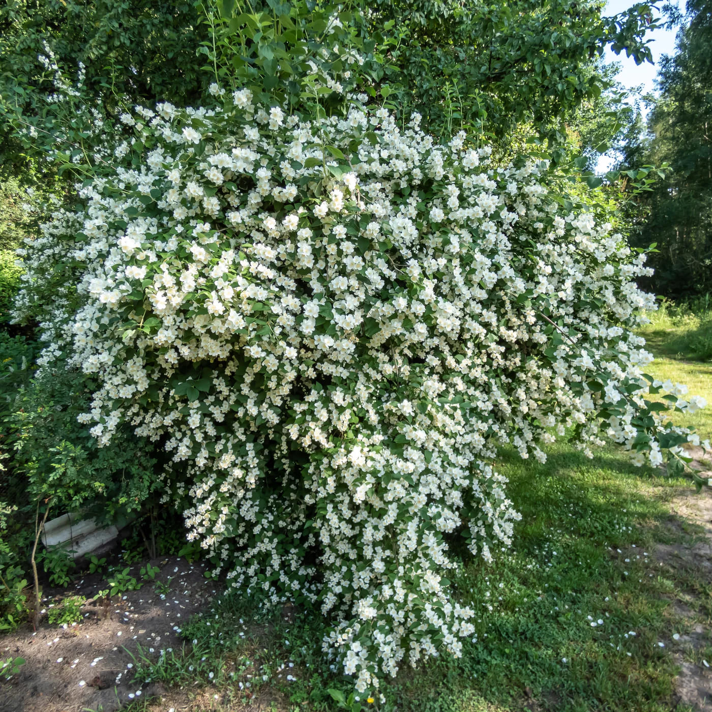 Mock Orange
