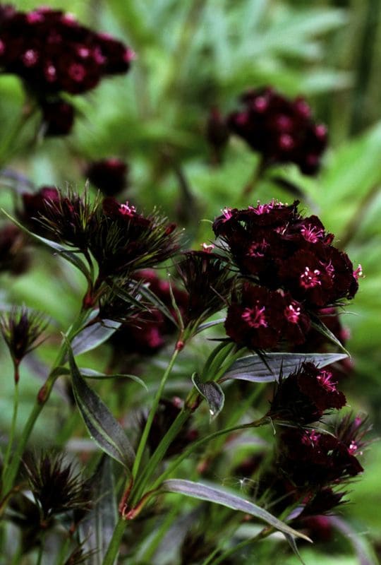Black Sweet William