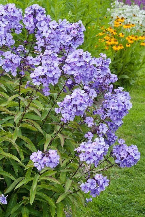 Phlox